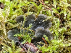 Peltigera