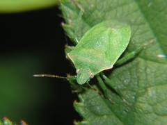 Thyanta pallidovirens