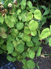 Epimedium