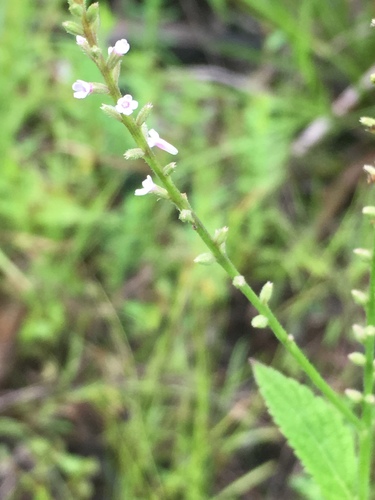 Verbena urticifolia image