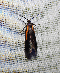 Mathildana newmanella