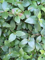 Viburnum carlesii