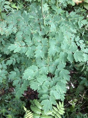 Thalictrum minus