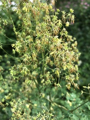 Thalictrum minus
