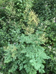 Thalictrum minus