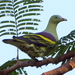 Philippine Green-Pigeon - Photo (c) Volker Heinrich, some rights reserved (CC BY-NC), uploaded by Volker Heinrich
