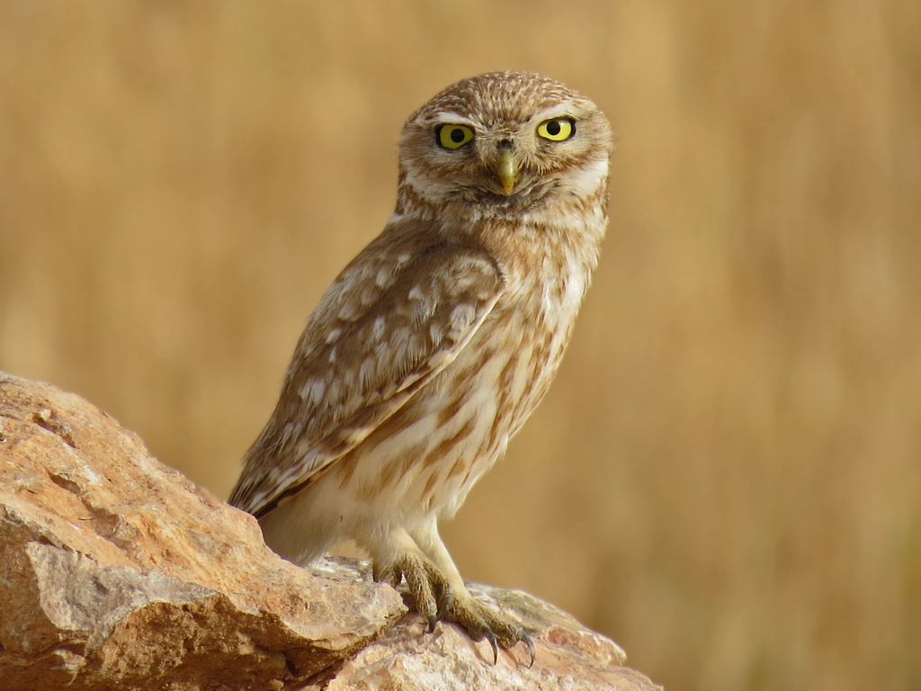Central European Little Owl