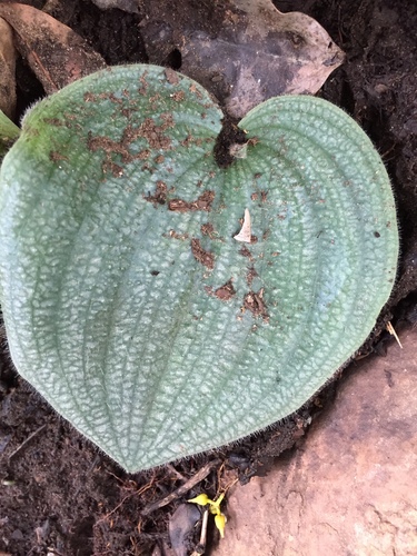 Habenaria keayi