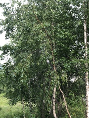 Betula pendula