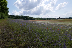 Delphinium consolida