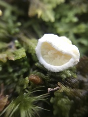 Pseudomerulius