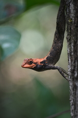 Roux's Forest Calotes photo 3