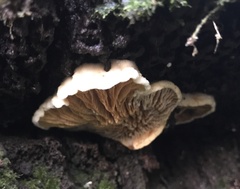 Pseudomerulius