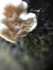 Pseudomerulius