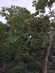 Detarium microcarpum