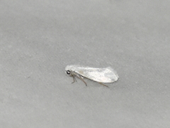 Tegeticula yuccasella