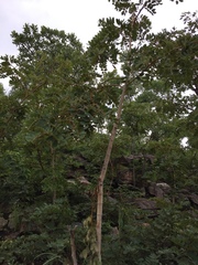 Detarium microcarpum