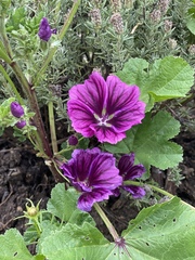 Malva sylvestris