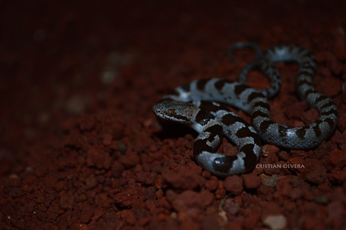 Tanzer’s Night Snake