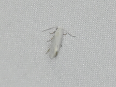 Tegeticula yuccasella
