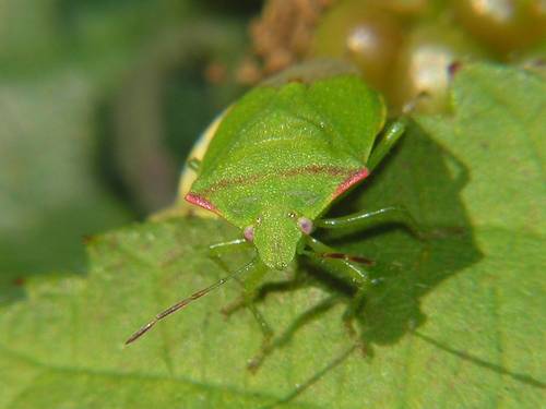Red-shouldered Stink Bug (Thyanta pallidovirens) photo 5