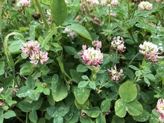 Trifolium hybridum
