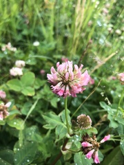 Trifolium hybridum