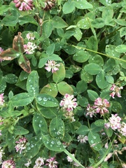 Trifolium hybridum