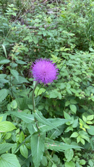 Cirsium heterophyllum