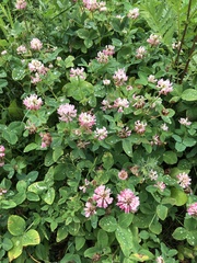 Trifolium hybridum