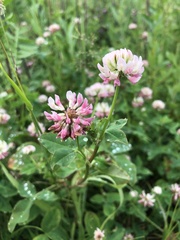 Trifolium hybridum