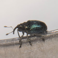 Ceutorhynchus erysimi