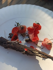 Sarcoscypha occidentalis