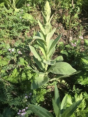 Verbascum thapsus