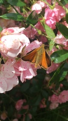 Thymelicus sylvestris