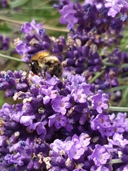 Bombus pascuorum