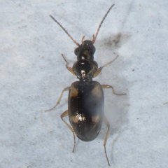 Bembidion quadrimaculatum