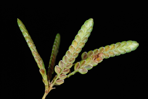 Cyperus iria