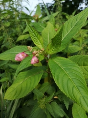 Impatiens glandulifera