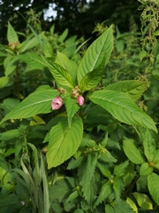 Impatiens glandulifera