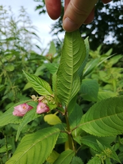 Impatiens glandulifera