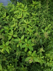 Impatiens glandulifera