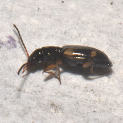 Bembidion quadrimaculatum