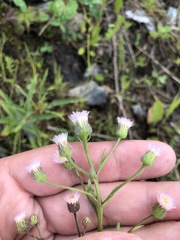 Erigeron acris