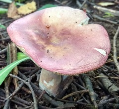 Russula betularum