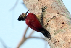 Chrysocolaptes haematribon