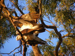 Pandion haliaetus
