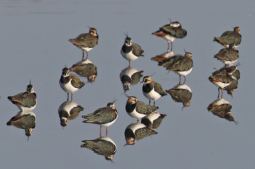 Northern Lapwing (Vanellus vanellus)