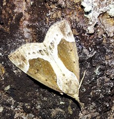 Hypena crassalis