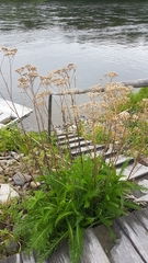 Tanacetum vulgare boreale